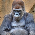 5-shot-HDR-handheld-san-diego-animal-park