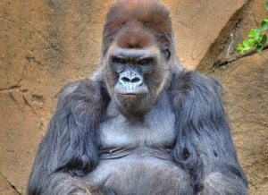 5-shot-HDR-handheld-san-diego-animal-park