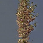 hdr-yucca