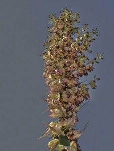 hdr-yucca