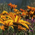 one-gazillion-gazanias