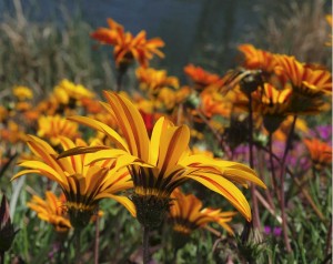 one-gazillion-gazanias