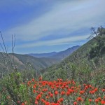 purple-mountain-majesty-near-julian