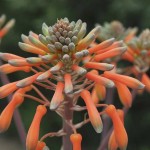succulent