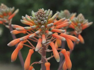 succulent