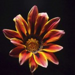 untouched-gazania