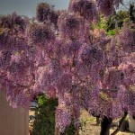 wisteria