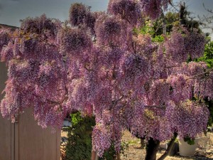 wisteria